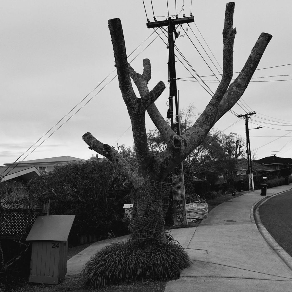 Black-and-white urban photograph of a heavily pruned street tree beside a curved pavement, with wire mesh around its trunk, a mailbox marked 24, utility poles and overhead wires, suburban houses, hedges and bins.